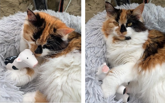 Two pictures of the same tabby cat, side by side, cuddling a cow soft toy. The cat is lying curled in a blue and white fluffy bed.