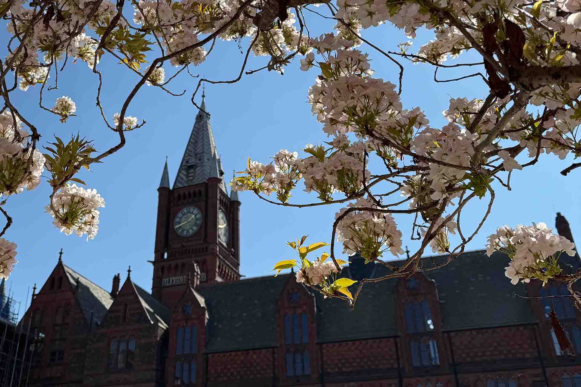 Red brick building with blue skies and blossom tree framing the building