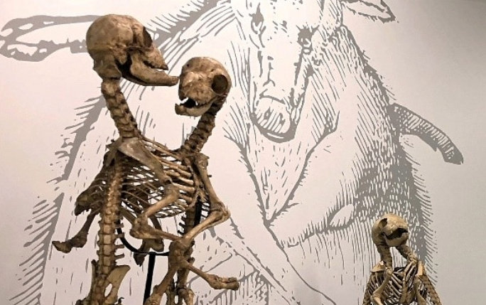 Two animal skeletons that are joined at the rib cage
