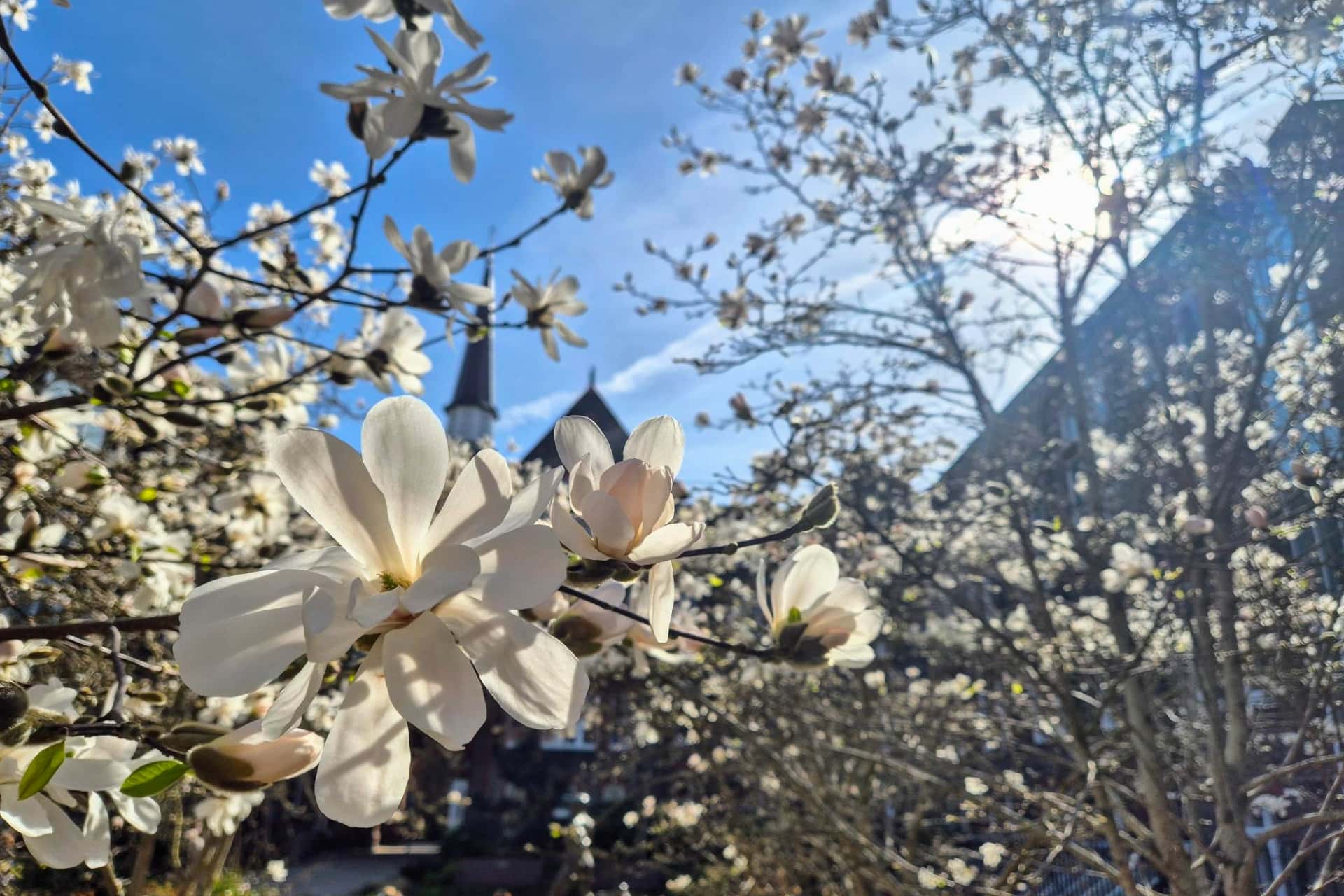 Image of spring flowers on a university campus