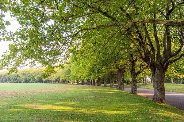 Image of a park