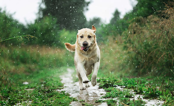 Dog running in the rain towards the viewer
