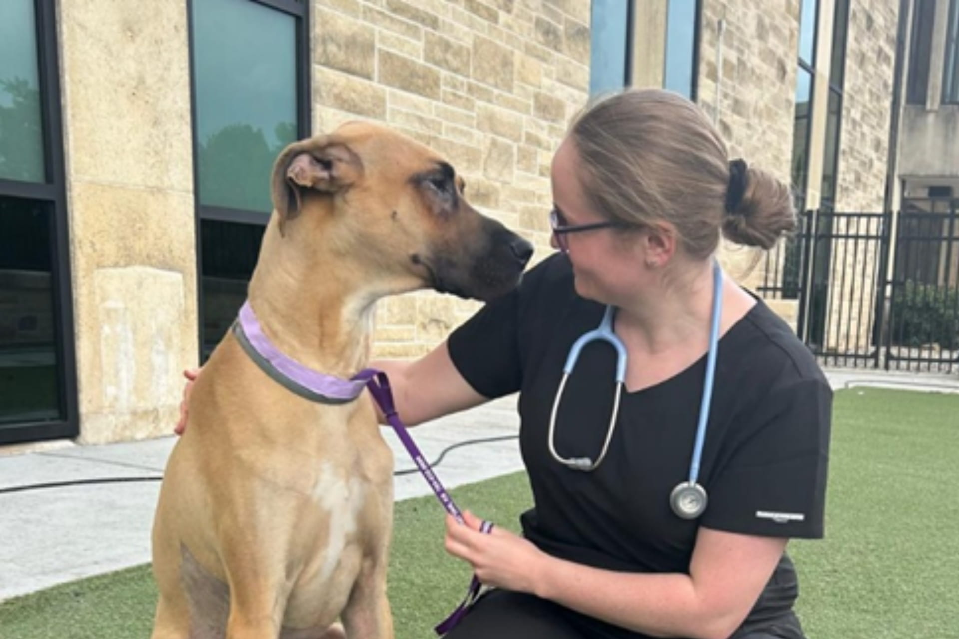 Meet the Veterinary students on the Liverpool and Kansas exchange programme