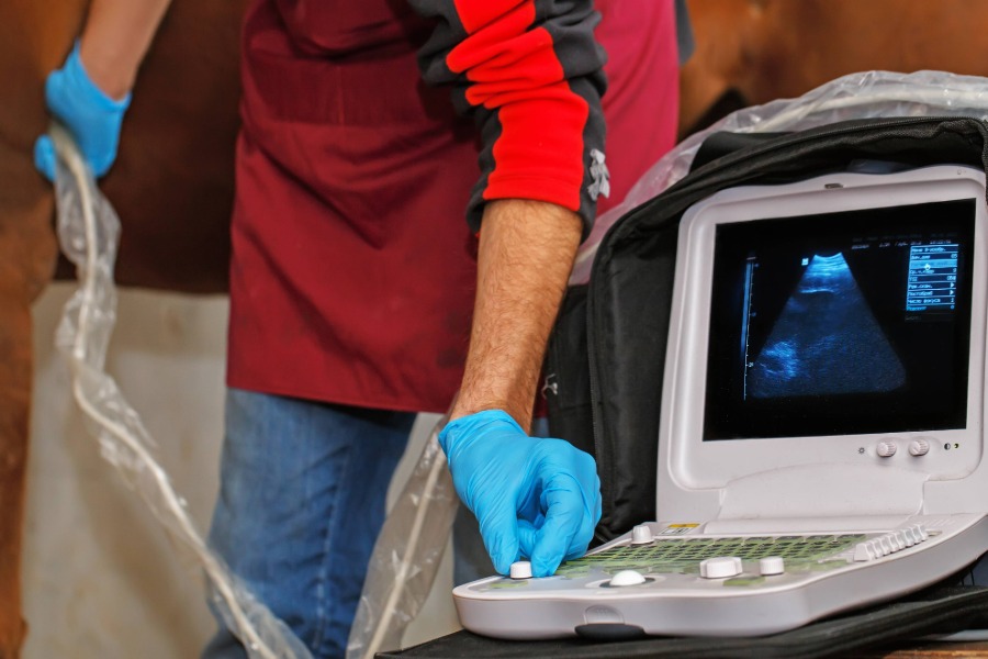 Alumni can complete CPD with the Veterinary Postgraduate Unit