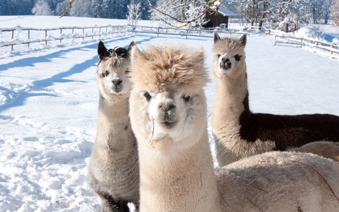 Alpacas in the snow