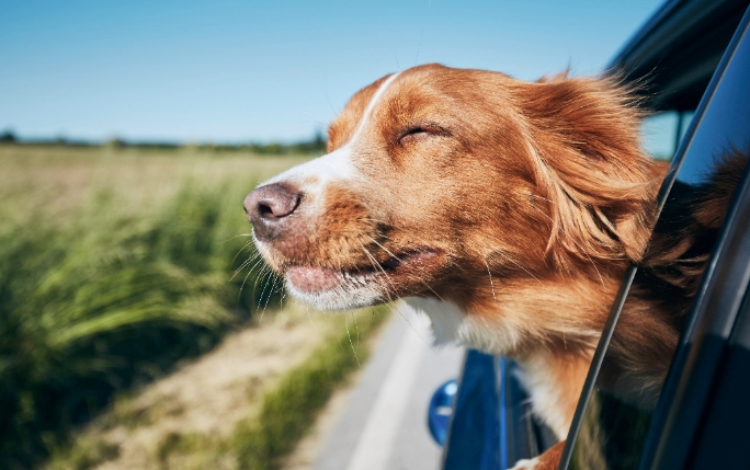 Dog with head out of car window